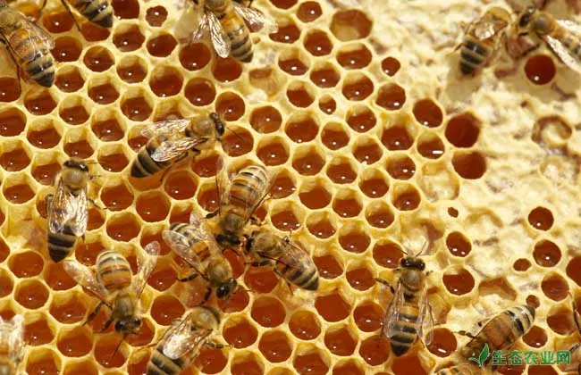 春天蜜蜂的繁殖技术