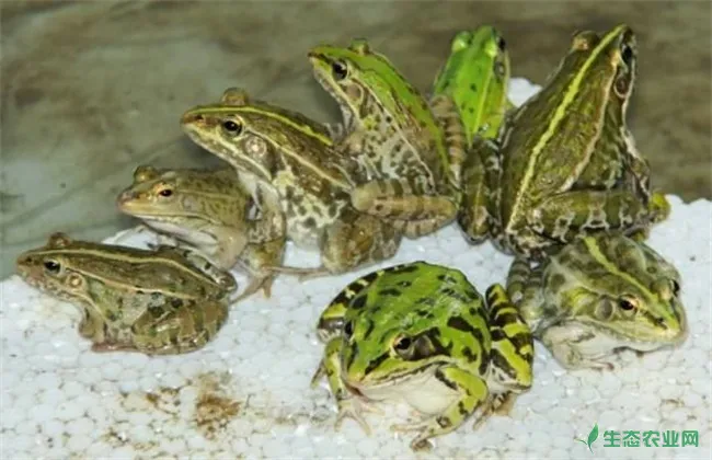 黑斑蛙 养殖技术 黑斑蛙养殖