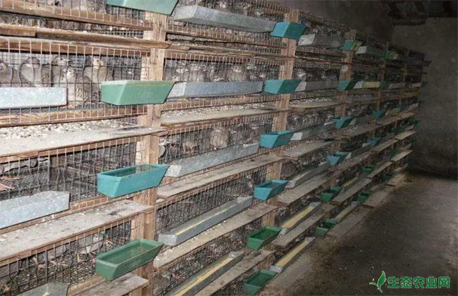 斑鸠养殖技术