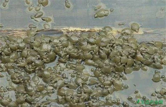 甲鱼人工养殖技术
