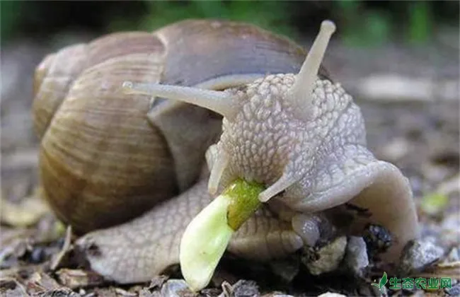 提高成活率 蜗牛 养殖