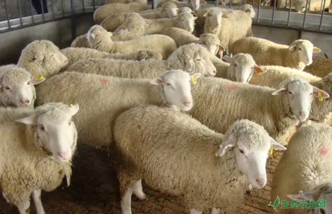 标准化养羊场建设原则
