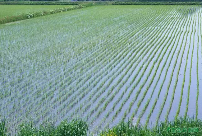 稻田泥鳅养殖技术