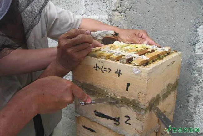 桶养中华蜜蜂的过箱饲养技术