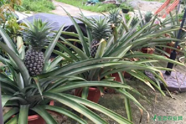 菠萝的养殖方法和注意事项