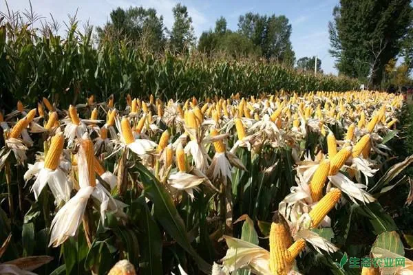 玉米产量怎么提高？提高玉米产量的五大措施