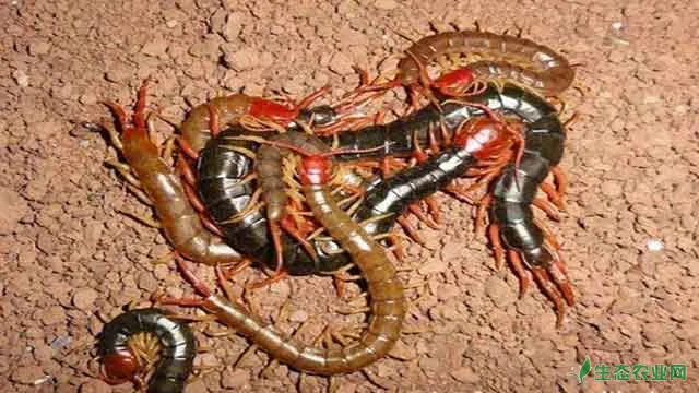 野生蜈蚣捕获和繁殖过程应注意哪些事项