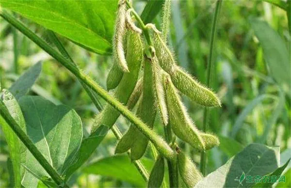 大豆高温为害的防治和治疗办法