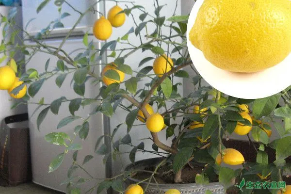 柠檬也能盆栽啦柠檬盆栽养植技术