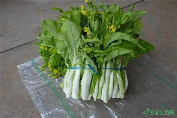 白菜苔种植时间和方法
