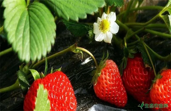 草莓春天管理要点