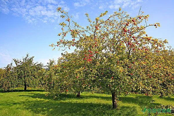 培育苹果树壮果树的措施