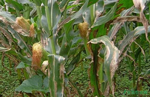 玉米重要病害的防治和治疗办法