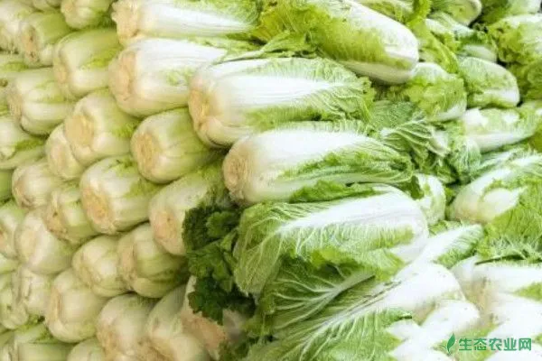 秋季大白菜高产种植方法