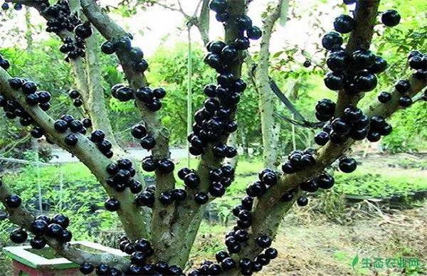 树葡萄栽培技术与管理