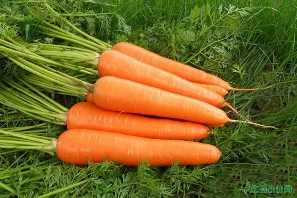 胡萝卜有哪些种植方式？胡萝卜高垄及平畦种植技术