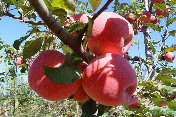 苹果常见的病害有哪些？苹果病害防治大全