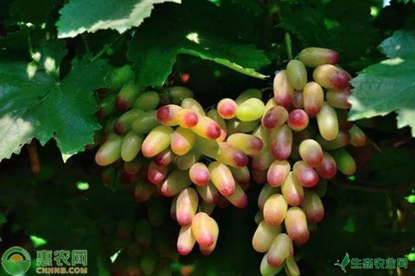 美人指葡萄适合哪里种植？种植方法有哪些？