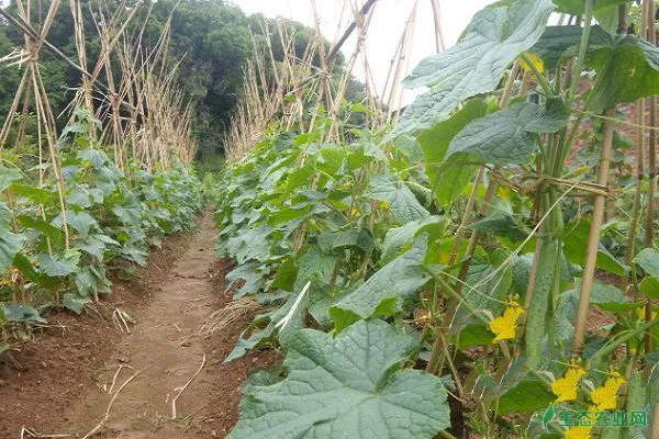 增加黄瓜产量需要注意的田间种植管理技巧有哪些？