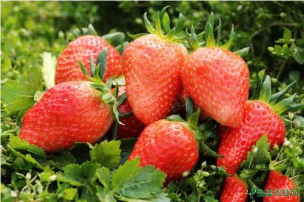 如何科学栽培草莓？草莓的四大施肥要点是关键