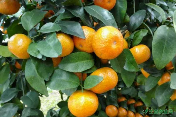 柑橘种植常见问题