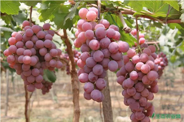 葡萄日光温室结构规格及栽种管理技术