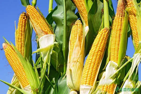 玉米高产种植管理及病虫害防治技术