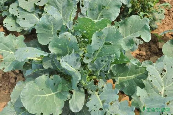 常见蔬菜害虫及阳台蔬菜种植害虫防治方法