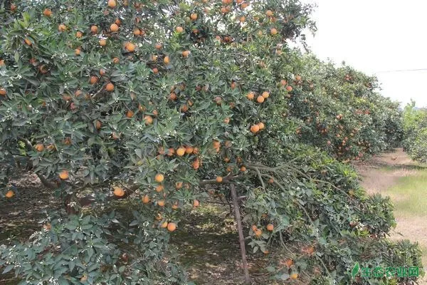 云集镇柑橘优质高产栽培技术要点