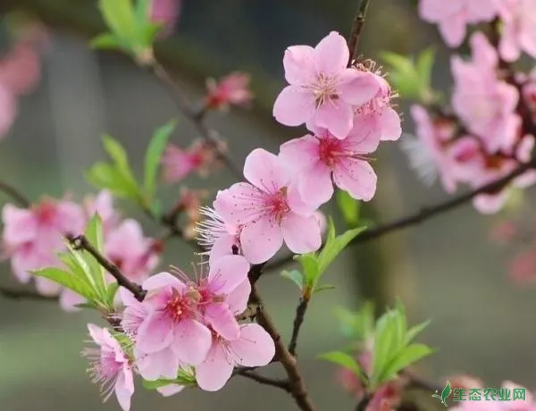 盆栽的桃树应该怎么养护？