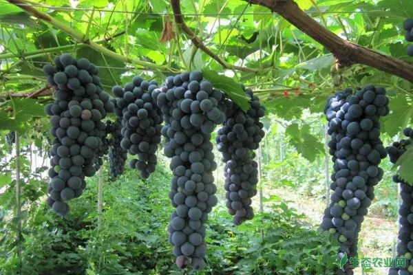 庭院葡萄如何种植成苗快长得好？葡萄种条浸水育苗技术