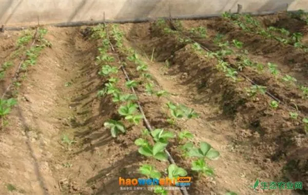 蔬菜定植后发生茎基腐病的原因及防控措施