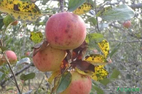 苹果出现红点病有什么危害？