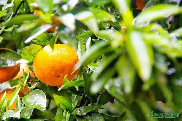 柑橘幼苗如何移栽？都有哪些注意事项？