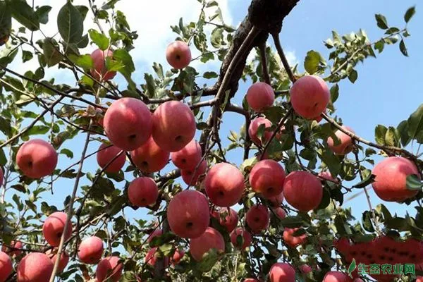 苹果树种植不同时期的科学施肥技术总结