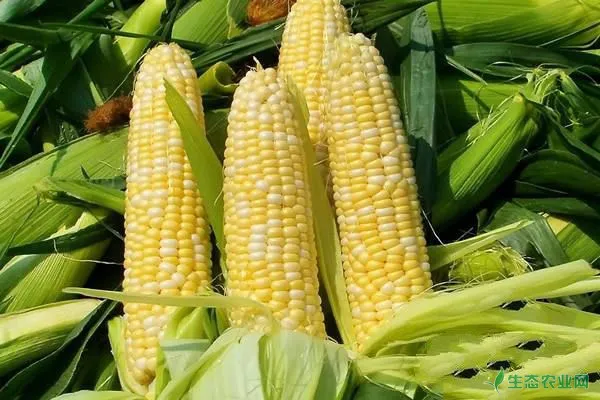 玉米如何栽培？玉米整地、播种、田间管理技术
