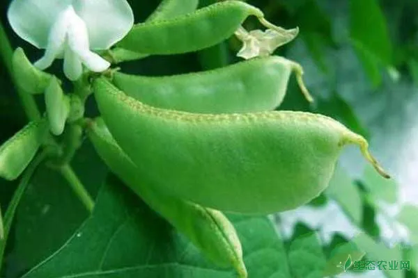 扁豆种植提高产量的施肥方法
