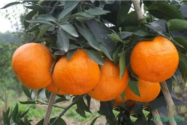 柑橘四个生长阶段的修剪要点