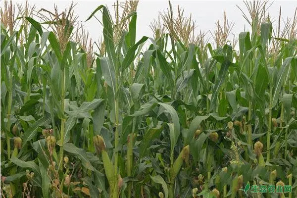 鲜玉米栽培技术和要点