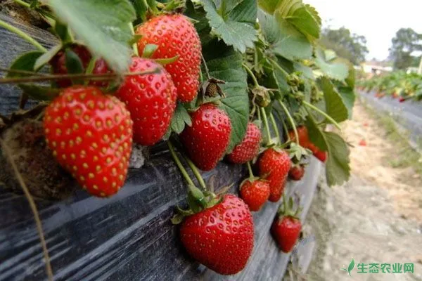 大棚草莓种植怎么提高口感？这四项管理要注意