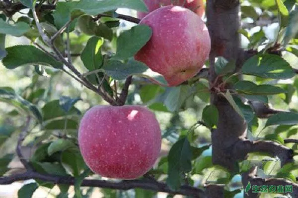 苹果树轮纹病的特征及发生原因，专家说这样防治才科学