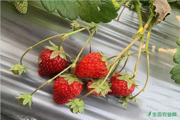 草莓原产地及其高产栽培技术
