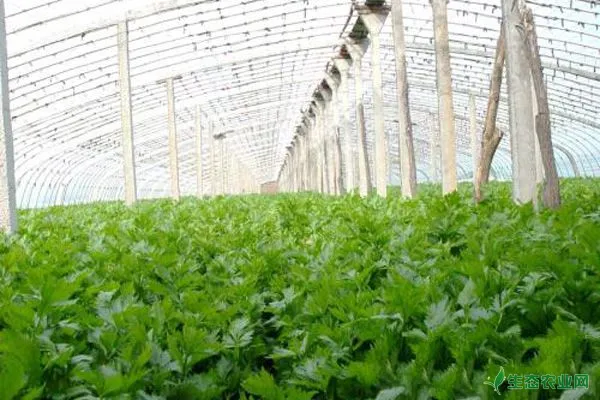 冬天种植芹菜要想高产该如何管理？