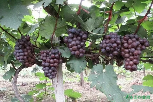 夏黑葡萄如何管理？怎么才能种植高品质的夏黑？