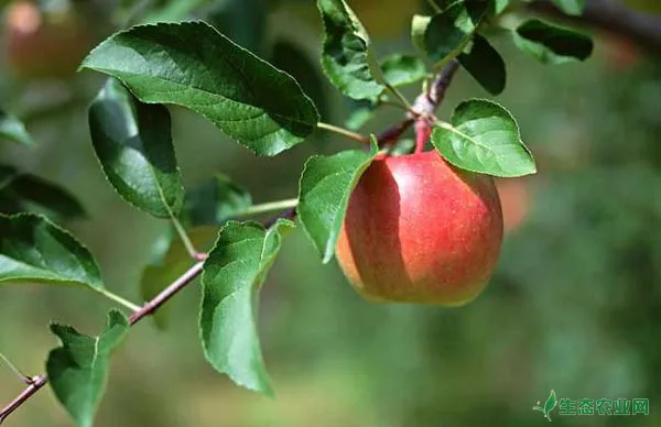 苹果树腐烂病防治和治疗技术