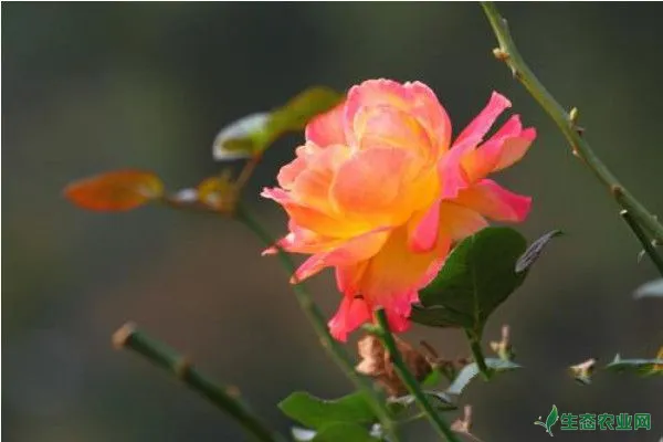多花野蔷薇实生苗嫁接月季技术