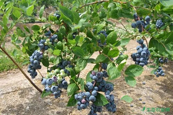 蓝莓栽培定植过深的影响