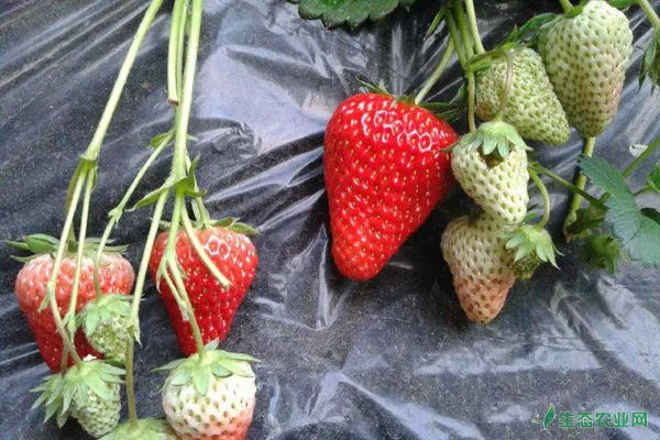 露地草莓的冬季管理技术要点