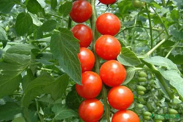 樱桃番茄有什么营养价值及功效？