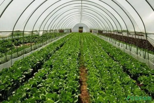 大棚越冬蔬菜设施保暖状况改善措施及冻后管理